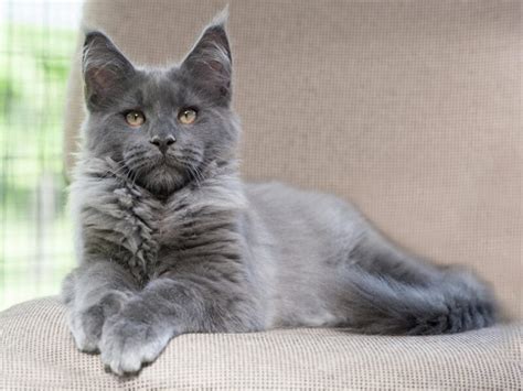 Smoke Maine Coon Cat Breed Info Pictures Temperament Traits Catster