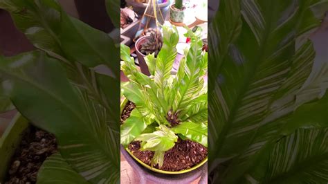 VARIEGATED BIRD S NEST FERN ASPLENIUM NIDUS VARIEGATA SMOOCHIEEWOOCHIE