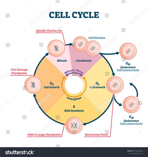 Ciclos celulares Más de 42 802 ilustraciones y dibujos de stock con