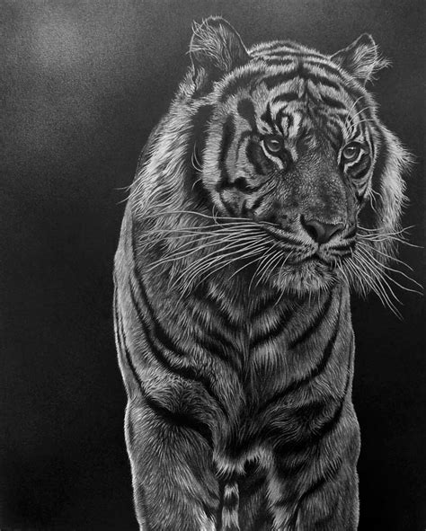 Realistic Drawings Of Tiger