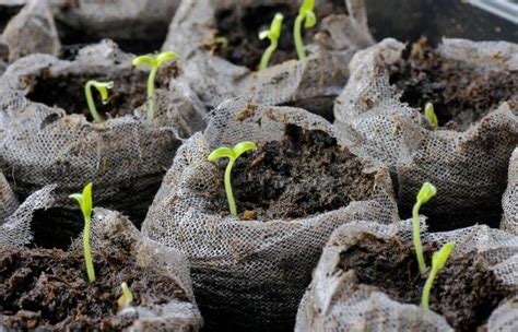 When To Fertilize Seedlings For Best Growth