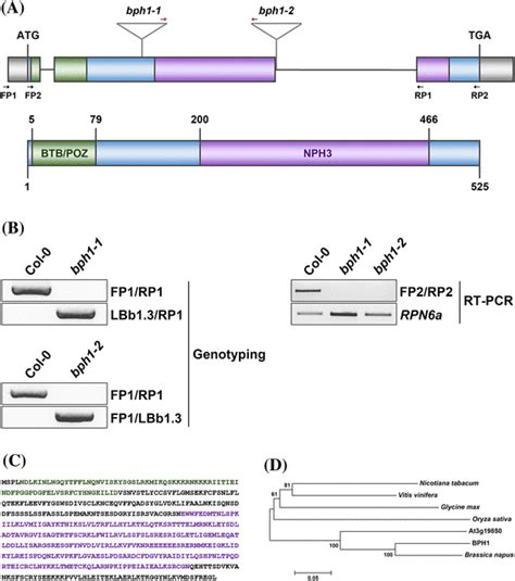 Characterization Of Bph And Its T Dna Insertion Mutants A Structure