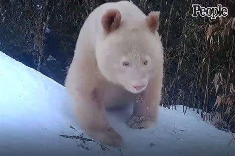 World's Only All-White Panda Captured on Video in Rare Sighting