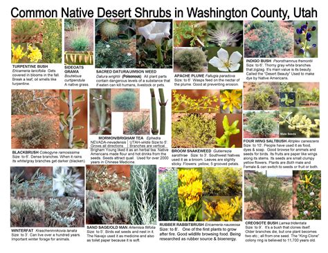 Shrub Plants Utah at Madison Calder blog