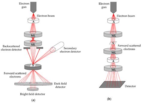 Transmission Electron Microscope Vs Scanning Electron Microscope A