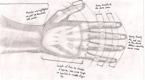 Hand Reference Sheet by werewolfnick on DeviantArt