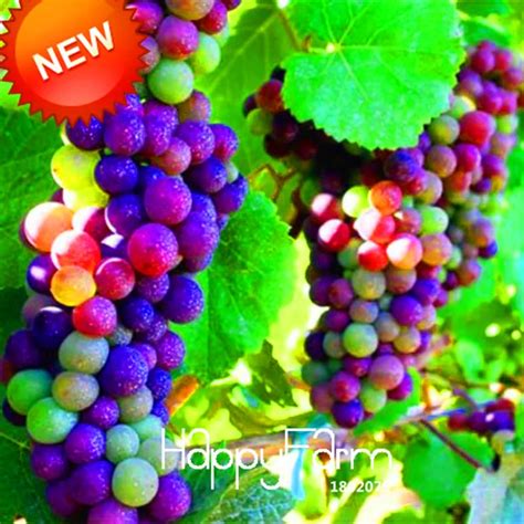 Popular Rainbow Grapes-Buy Cheap Rainbow Grapes lots from China Rainbow ...