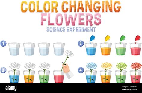 Color Changing Flowers Science Experiment Illustration Stock Vector