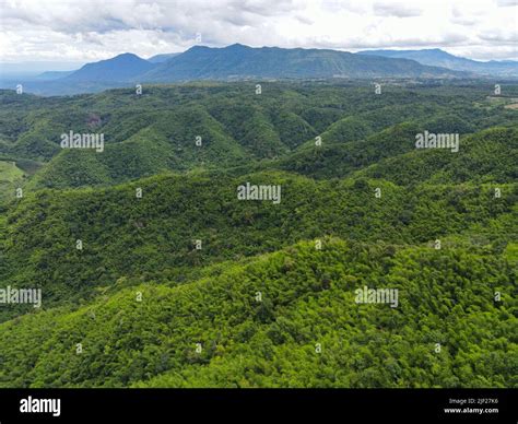 Aerial View Forest Trees Background Jungle Nature Green Tree On The