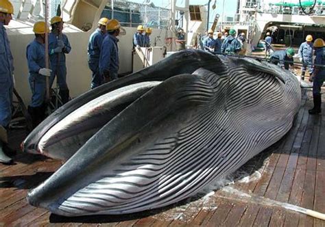 Japan Says Will Try Again With Scientific Whaling Programme