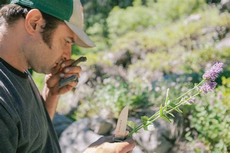 The Beginners Guide To Foraging