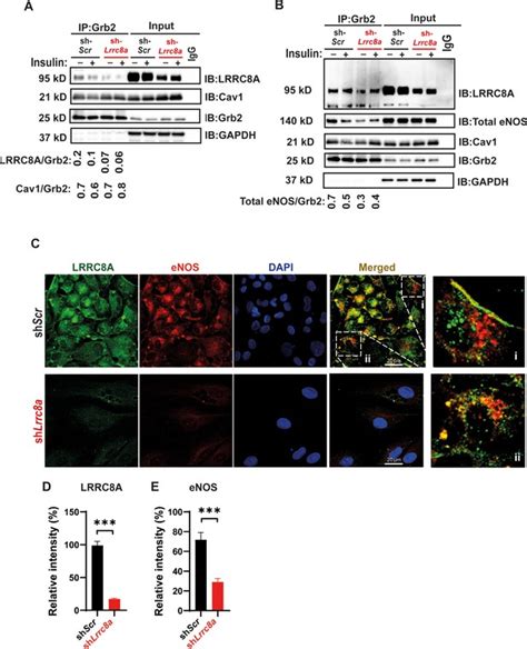 The SWELL1 LRRC8 Complex Regulates Endothelial AKT ENOS Signaling And