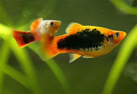 A Platy Fish Breeding Guide for Beginners - Avid Aquarist