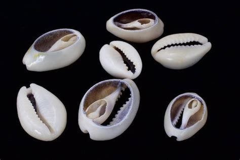 Cowrie Shell Divination Pagans And Witches Amino