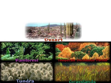 PPT What Is A Biome The Major Terrestrial Ecosystems Are Classified