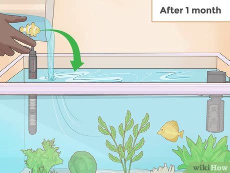 How To Add Live Plants To An Aquarium Thrive Beautify