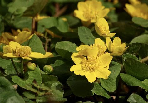 Dotterbloem Prachtige Gele Bloem Langs Het Water Het Hunebed Nieuwscaf