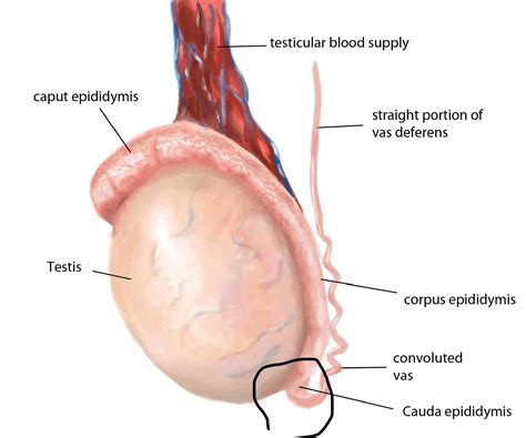 Difference At Bottom Of Testicles Or A Lump Rtesticularcancer