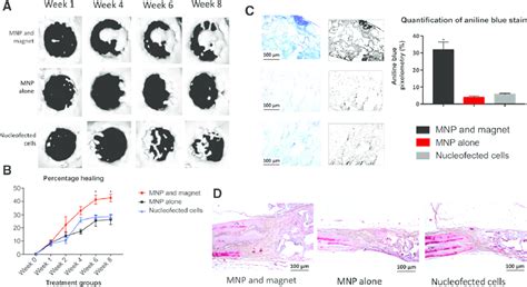 In Vivo Bone Regeneration Results And Quantifications A Image Grid Download Scientific