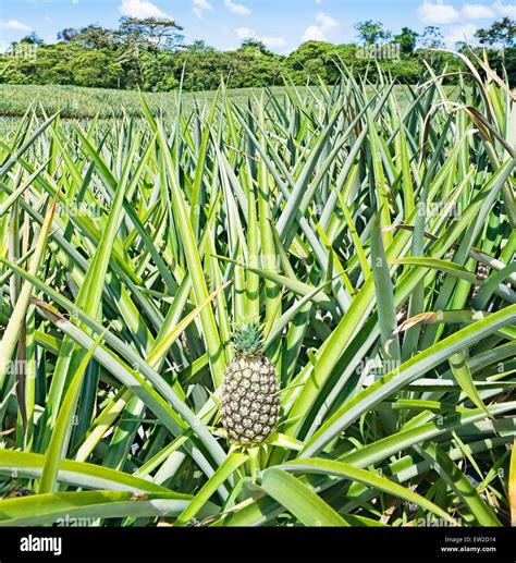 Pineapple plantation, Costa Rica Stock Photo - Alamy