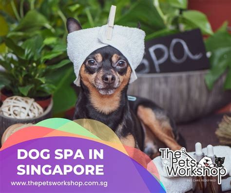 The Pets Workshop offers dog spa treatments in Singapore. | by ...