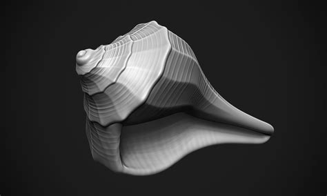 Shell Sea D Model D Printable Cgtrader