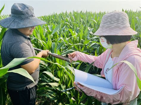 齐河：深入高标准粮田开展农情调查