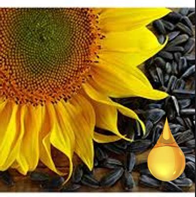 The Benefits of Using Black Oil Sunflower Seeds for Your Garden