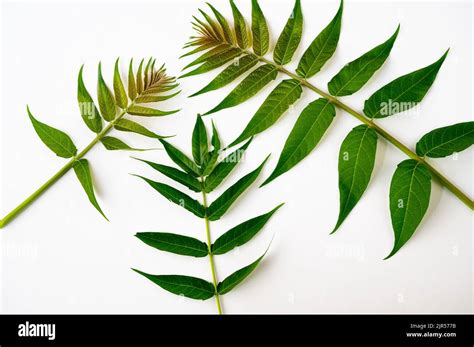 Three Young Ailanthus Altissima Chouchon Or Tree Of Heaven Leaf Pinnately Compound On Stem On