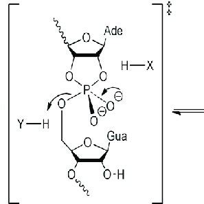 Mechanism of general acid/base-catalyzed RNA phosphodiester cleavage ...