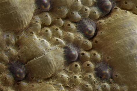 100 Eyes And Counting What This Weird Mollusk Can Teach Materials