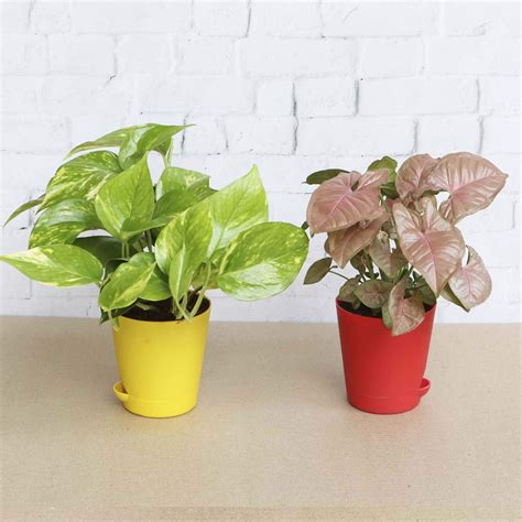 Ugaoo Indoor Plants With Pot For Home Syngonium Pink And Money Plant