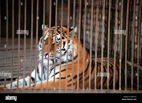 Tiger Cage Hi Res Stock Photography And Images Alamy