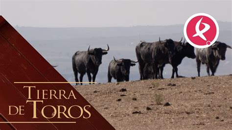 El Cercado De Los Victorinos Del Tierra De Toros Youtube