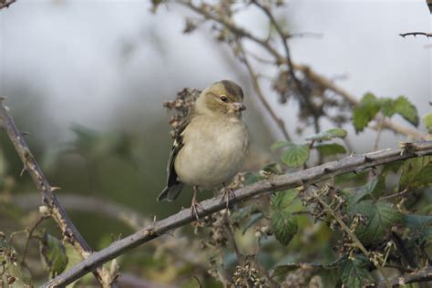 Chaffinch Dundalk Fergal Stanley Flickr