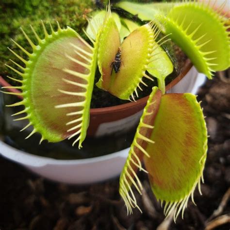 Plantas carnívoras Dionaea muscipula o Venus atrapamoscas II