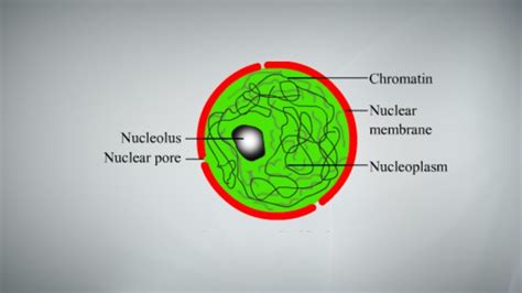 Nucleus Definition Structure Diagram And Functions Biology Notes Online