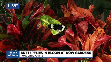 Butterflies In Bloom At Dow Gardens Youtube