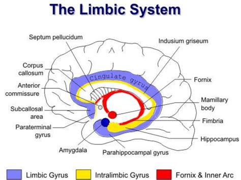 Anatomy Of Brain Sulcus And Gyrus Dr Sajith Md Rd