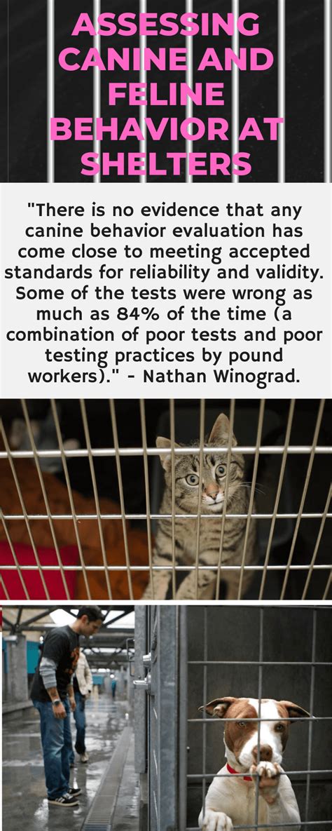 Canine and feline behaviour evaluation at shelters – Michael Broad