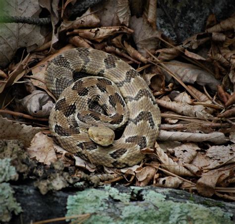 Venomous Snakes of Maryland – Natural History Society of Maryland