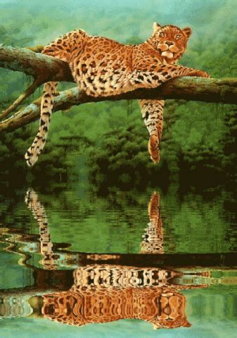 Leopard GIF - Find & Share on GIPHY