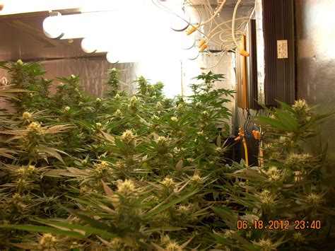 Plasma Grow Lights Review | Shelly Lighting