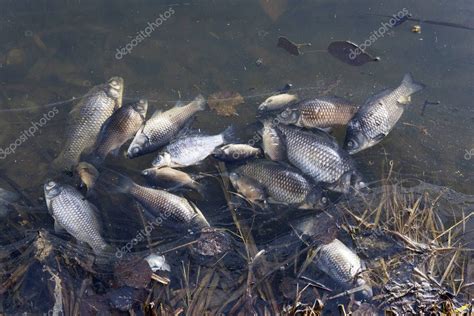 Peces Muertos Flotando En El Borde Del Estanque Un Problema Ambiental