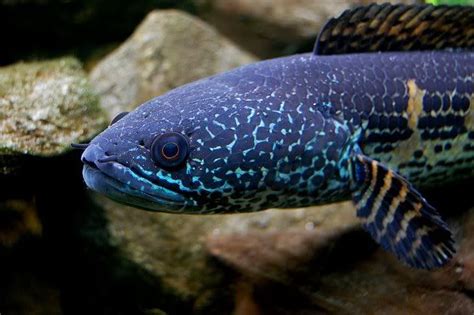 Channa Aurantimaculata Golden Cobra Snakehead Female For Sale