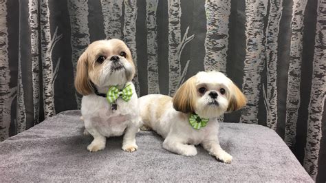 79+ Maltese Shih Tzu Haircuts - l2sanpiero