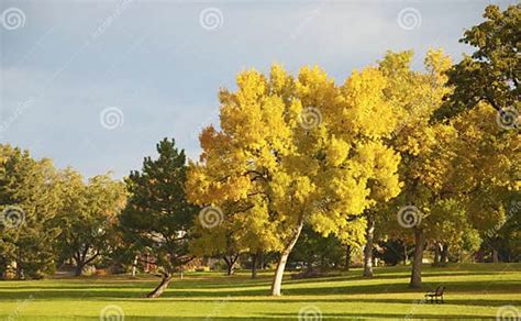 Yellow Tree In A Park Stock Photo Image Of Colors Leaves 11490274