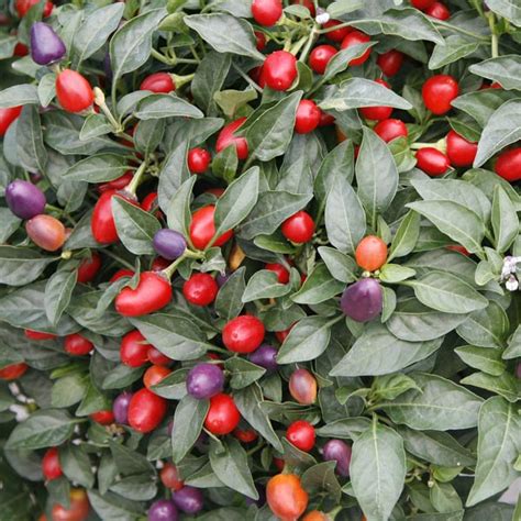 Chili Pepper Loco Capsicum Annuum My Garden Life