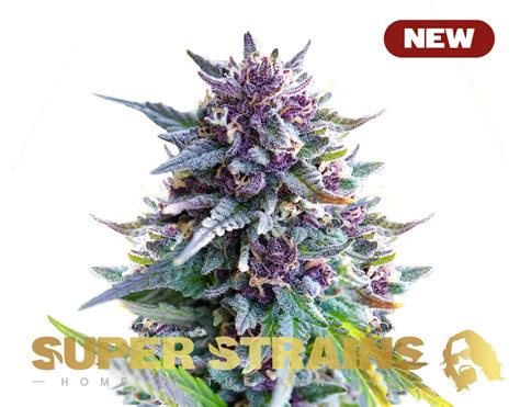 Purple Punch Feminized