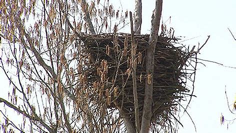 Z Hlung Seeadler Im Aufwind Burgenland Orf At